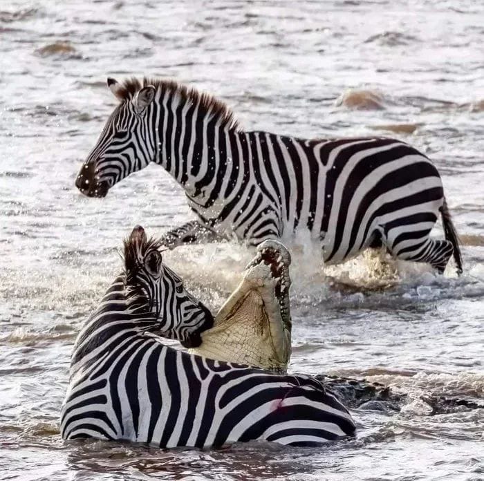 Amboseli