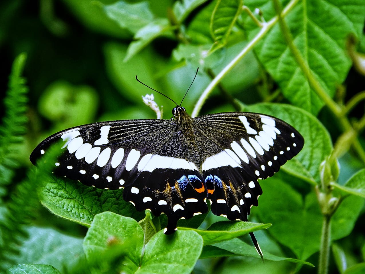 Wildlife photo