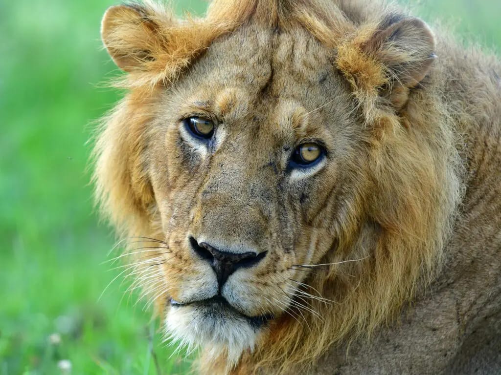 Kruger National Park
