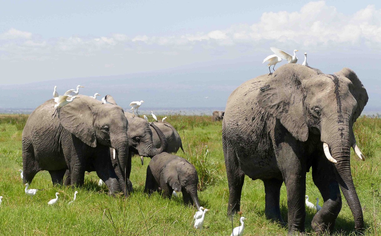Maasai Mara